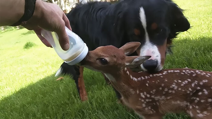 Baby Deer Refuses To Leave The Human Who Saved Her Life