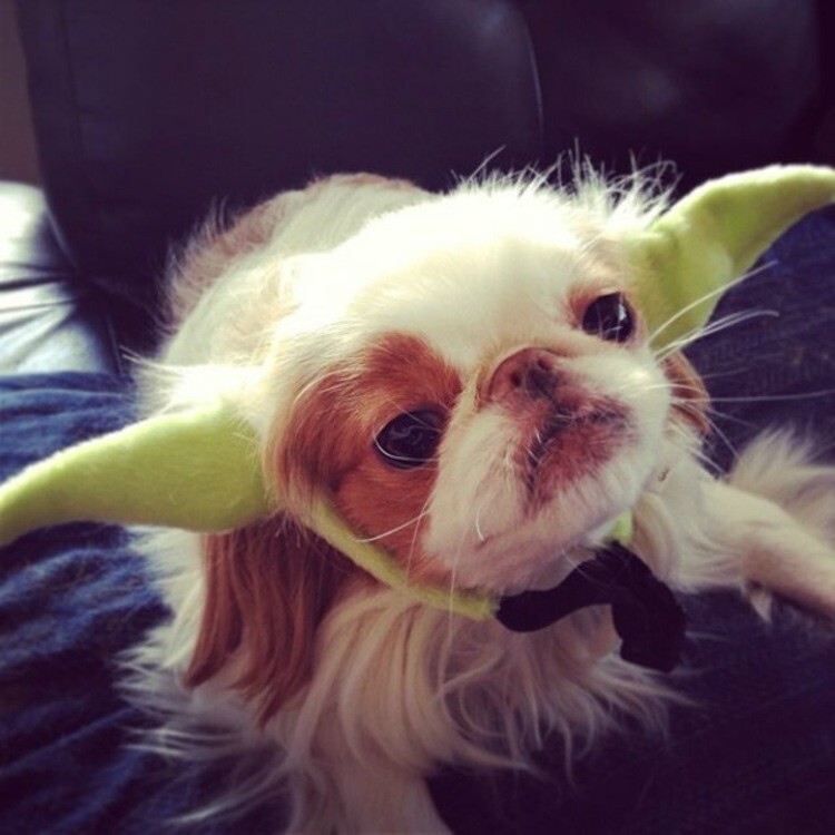 Yoda Dog Headband