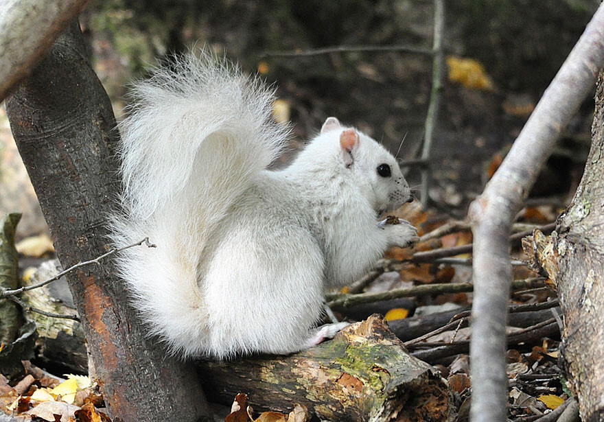 “I was so lucky to see the squirrel! It isn’t albino but pure white so it was something very special,” Andrew says