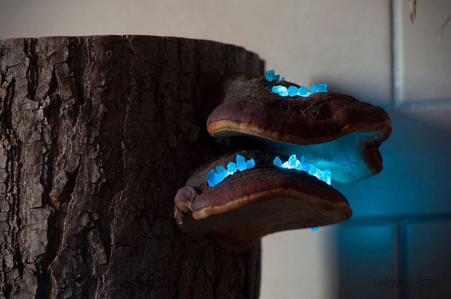 We Create Night Lamps Out Of Hand-Picked Crystals, Fallen Timber And Tree Mushrooms