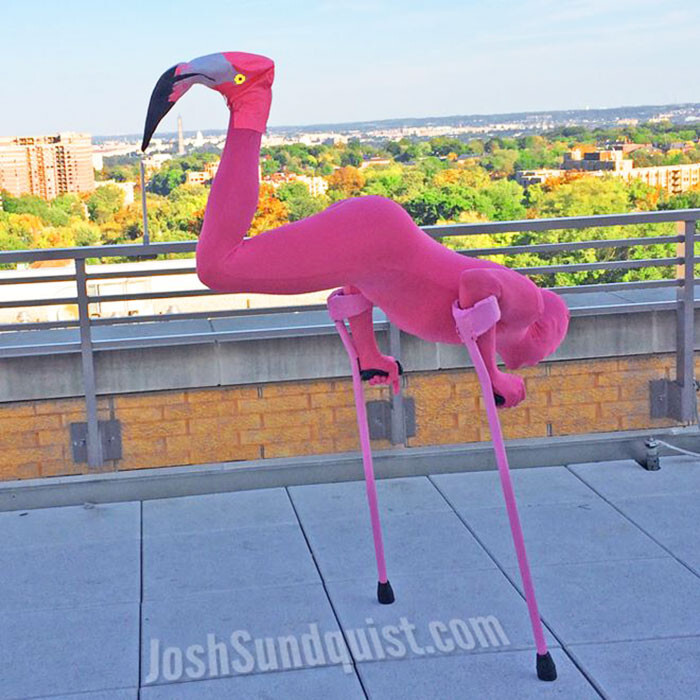 2013: “I was just at the zoo one time and I noticed that flamingos look like me doing a crutch handstand. So yeah”