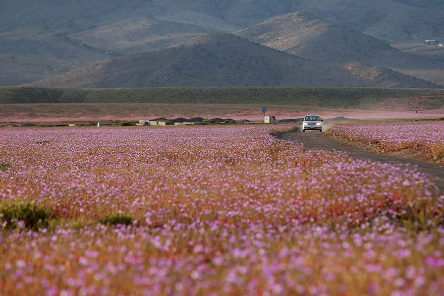 This Is What Happens When Rain Falls On The Earth’s Driest Desert