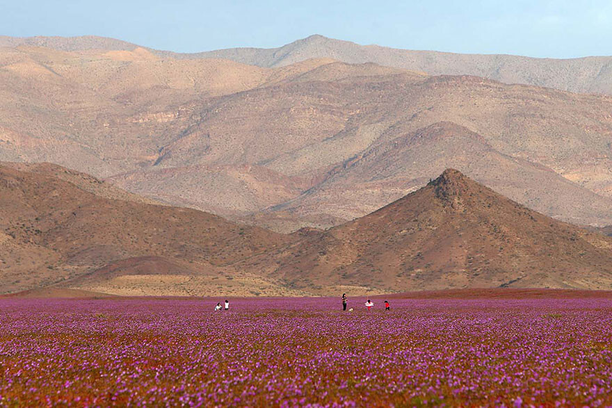 This Is What Happens When Rain Falls On The Earth’s Driest Desert