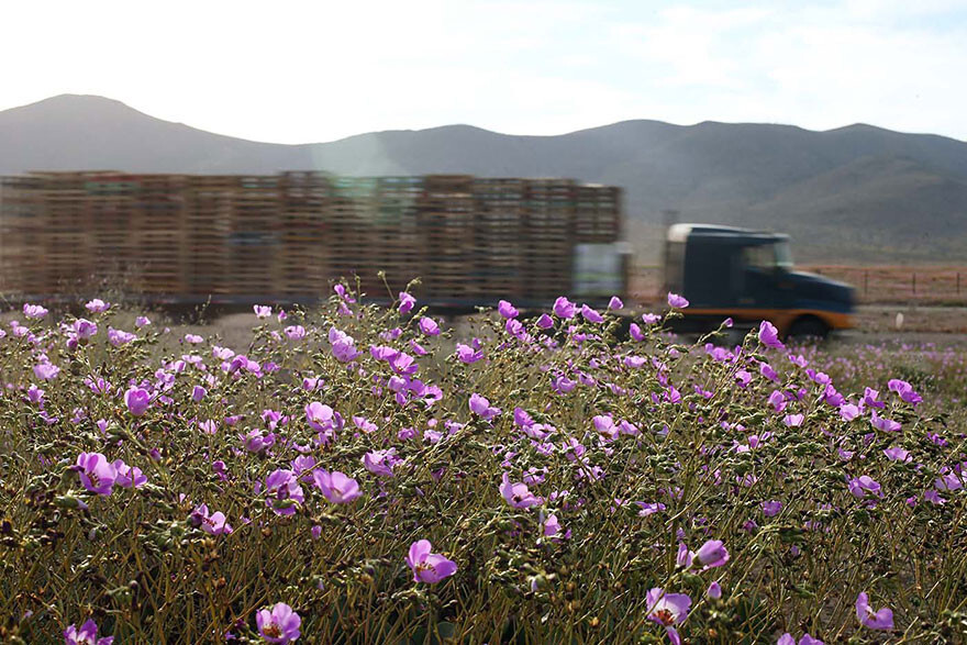 This Is What Happens When Rain Falls On The Earth’s Driest Desert