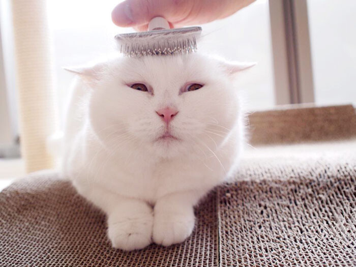This 17-Year-Old Cat Is The Laziest Internet Star In Japan