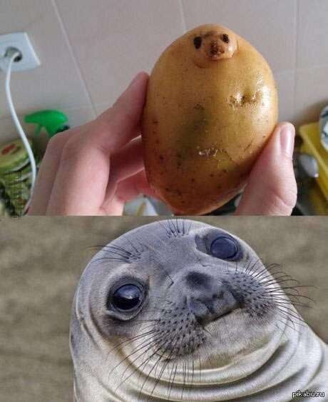 15. This potato is actually a seal