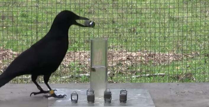 Scientists Test a Crow and Find Out They Are Way Smarter Than We Even Knew