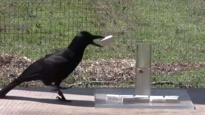 Scientists Test a Crow and Find Out They Are Way Smarter Than We Even Knew