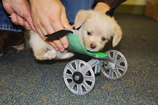 Scientists Made A 3D-Printed Wheelchair For A Puppy With Only Two Legs