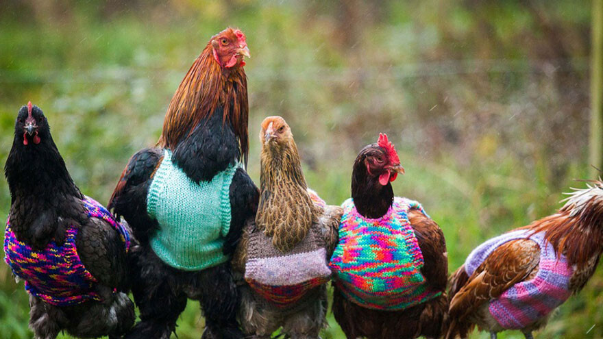 “We’ve been knitting chicken jumpers for the last six months”