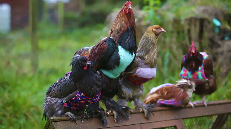 “There’s not a problem with them actually putting the jumpers on, they just stand there and they do everything they should be doing – as a chicken would”
