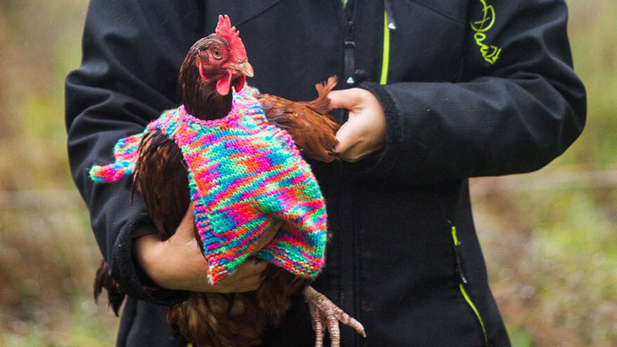 “We are doing it for the ex-battery hens for when they come out of their poor conditions for them to put on in the cold weather”