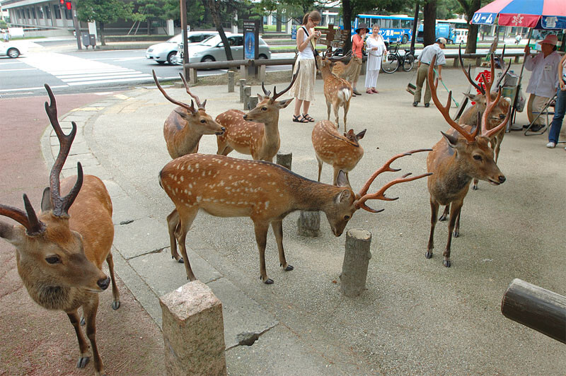 Random deer in city centers.