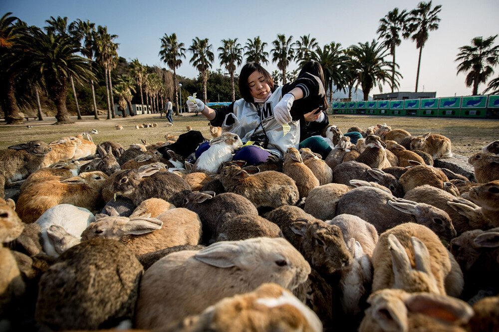 An island populated entirely by rabbits.