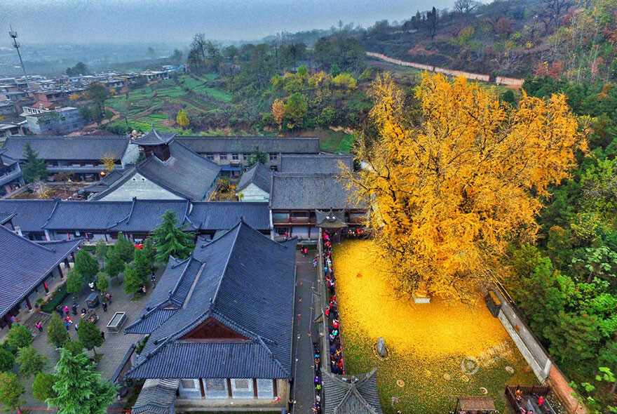 1,400-Year-Old Chinese Ginkgo Tree Drops Leaves That Drown Buddhist Temple
