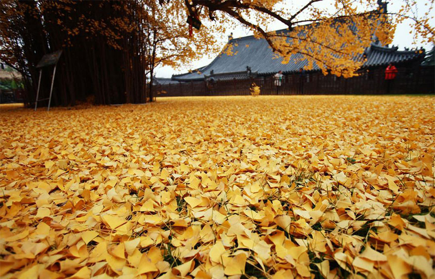 1,400-Year-Old Chinese Ginkgo Tree Drops Leaves That Drown Buddhist Temple