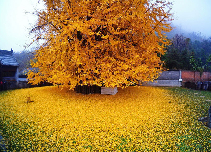 1,400-Year-Old Chinese Ginkgo Tree Drops Leaves That Drown Buddhist Temple