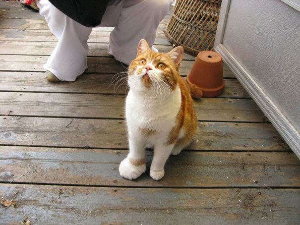 20 Cats Who Got Stung By Bees