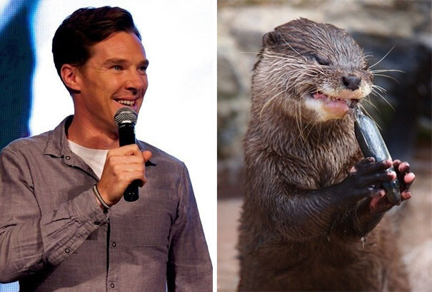 Rumors Confirmed: Benedict Cumberbatch Is An Otter