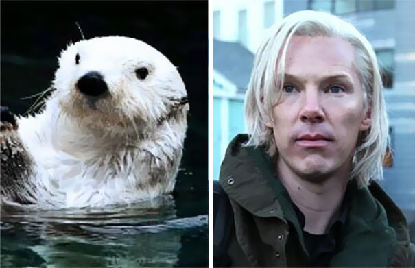 Rumors Confirmed: Benedict Cumberbatch Is An Otter
