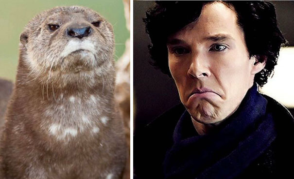 Rumors Confirmed: Benedict Cumberbatch Is An Otter