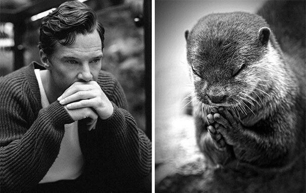 Rumors Confirmed: Benedict Cumberbatch Is An Otter