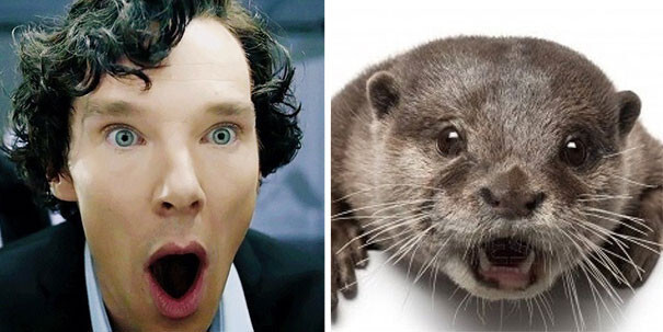 Rumors Confirmed: Benedict Cumberbatch Is An Otter