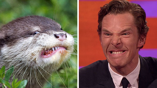 Rumors Confirmed: Benedict Cumberbatch Is An Otter