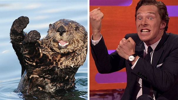 Rumors Confirmed: Benedict Cumberbatch Is An Otter