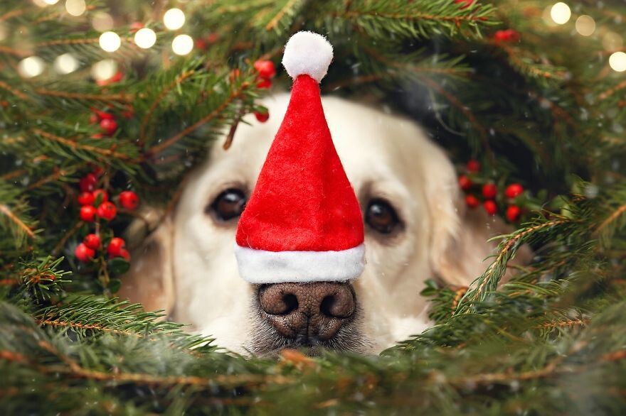Dog Mali Enjoying Christmas Time