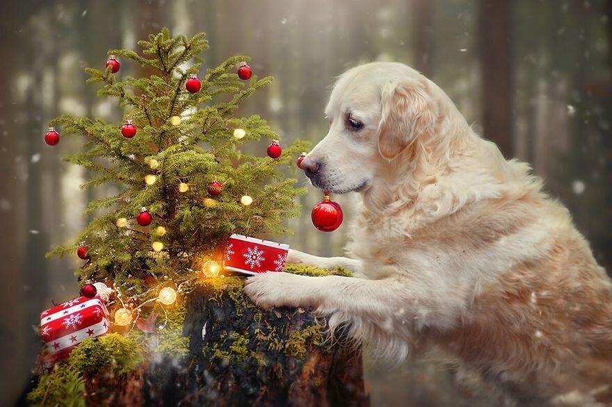 Dog Mali Enjoying Christmas Time