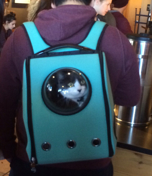 Clever Cat-Pack Lets Your Pet Travel Like An Astronaut