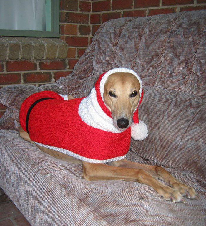 “Greyhounds have very thin fur so they really feel the cold during the winter so my gifts help keep them warm during walks”