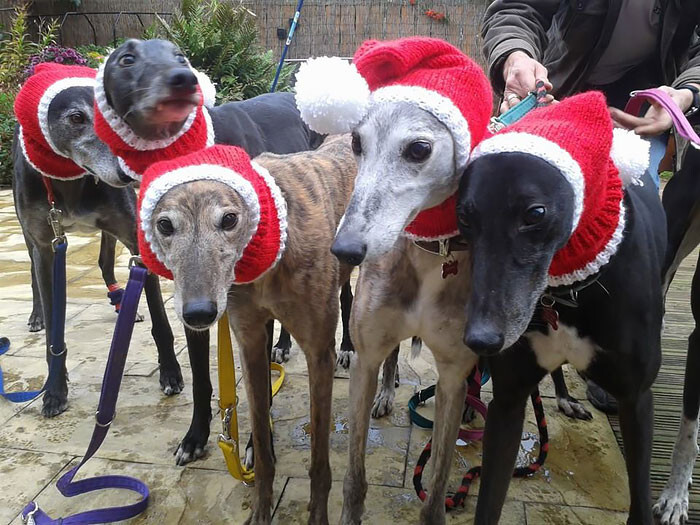 “It’s really sweet seeing them in their festive Christmas jumpers and it’s giving much needed help to the rescue centres”