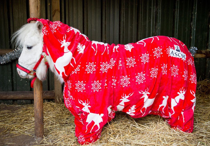 Foursie: New Festive Onesie For Ponies To Keep Them Warm