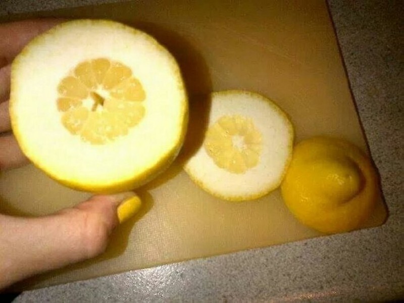 12. No lemon should be so disappointing. I was counting on you, lemon.