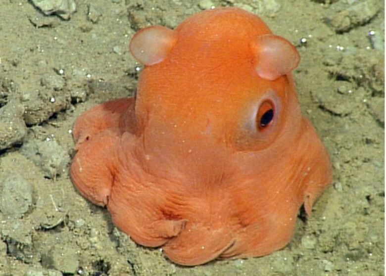 11. Dumbo Octopus