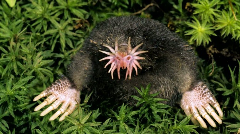 7. Star-Nosed Mole