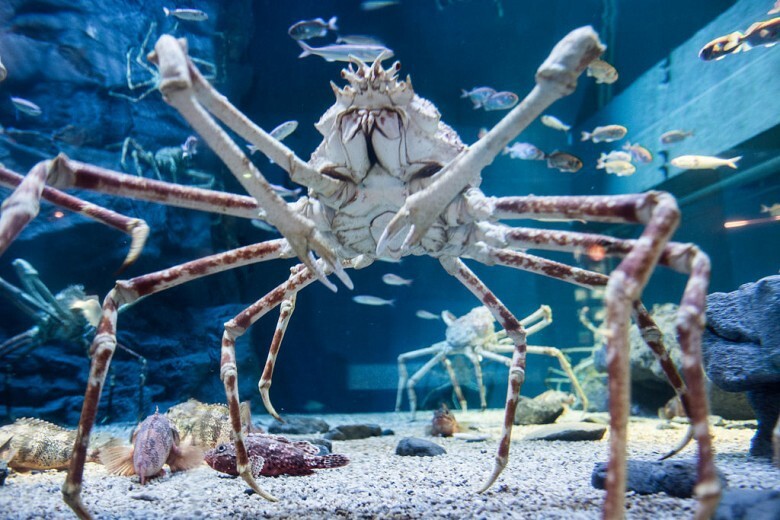 15. Japanese Spider Crab