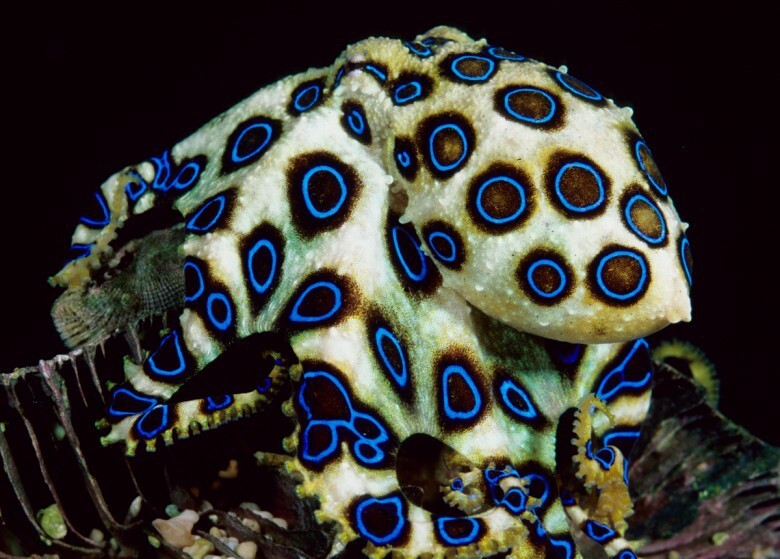 14. Blue-Ringed Octopus