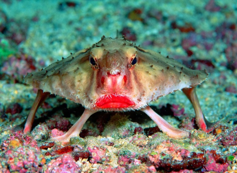 4. Red-Lipped Batfish