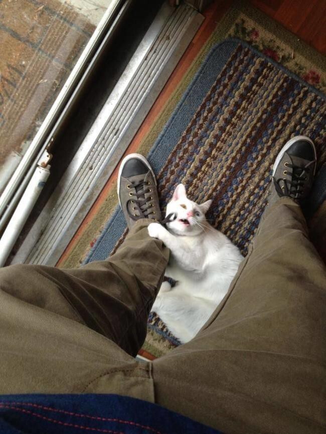 20 Pets That Won't Let You Leave Them Without Some Serious Guilt-Tripping