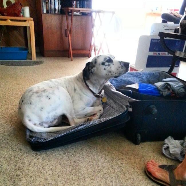 20 Pets That Won't Let You Leave Them Without Some Serious Guilt-Tripping