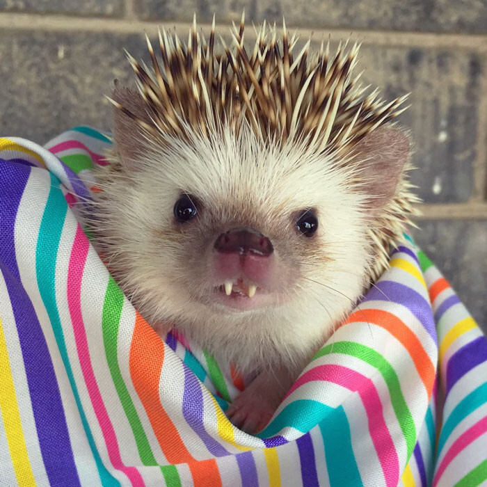 Meet Huff, a 3-year-old rescue hedgehog who has the most adorable fangs on Instagram*