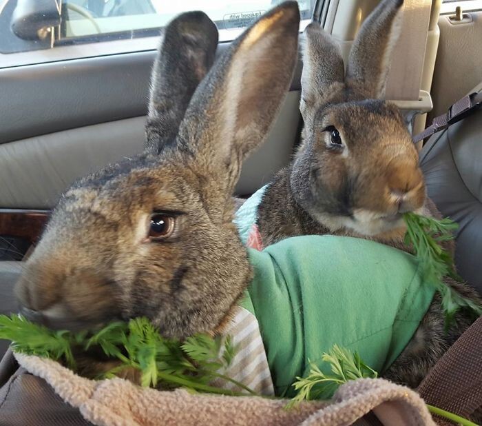 We now had two of only four Pet Partners certified therapy rabbits in the state of Wisconsin