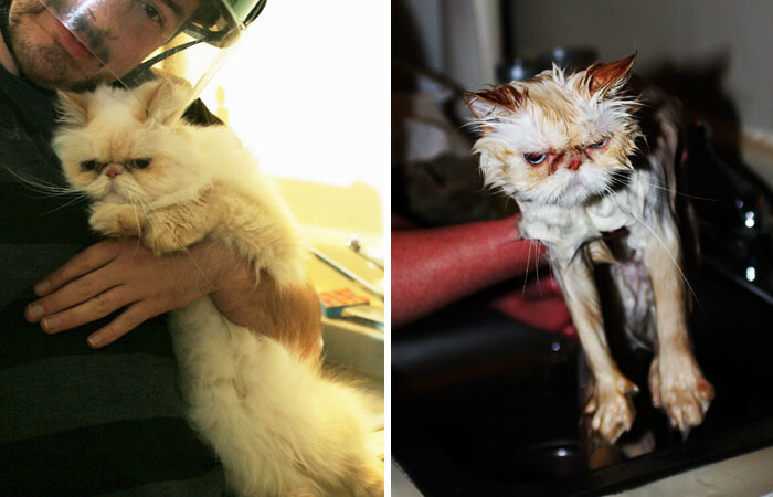 50 Hilarious Animals Before And After A Bath