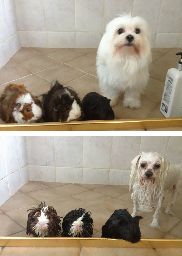 50 Hilarious Animals Before And After A Bath