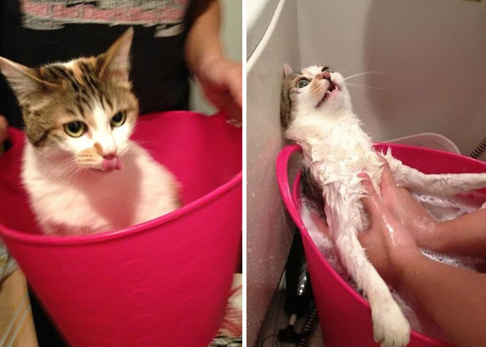 50 Hilarious Animals Before And After A Bath