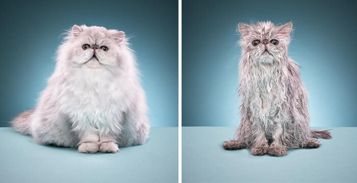 50 Hilarious Animals Before And After A Bath