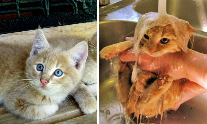 50 Hilarious Animals Before And After A Bath